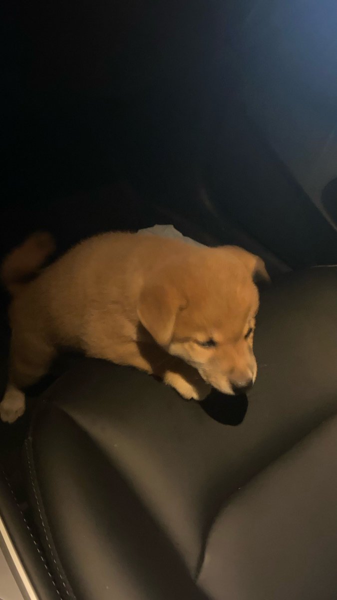 Maria534799631's tweet photo. My rescue pup curled up on my lap after a rough day—this quiet, warm陪伴 is the best medicine ， https://t.co/dqppwzKPOP