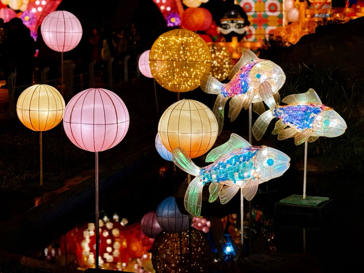 barrett_ja57507's tweet photo. Midnight cherry blossom lanterns lit up the park! Wishing everyone a fresh start this spring festival , https://t.co/MDEKEXyQqU