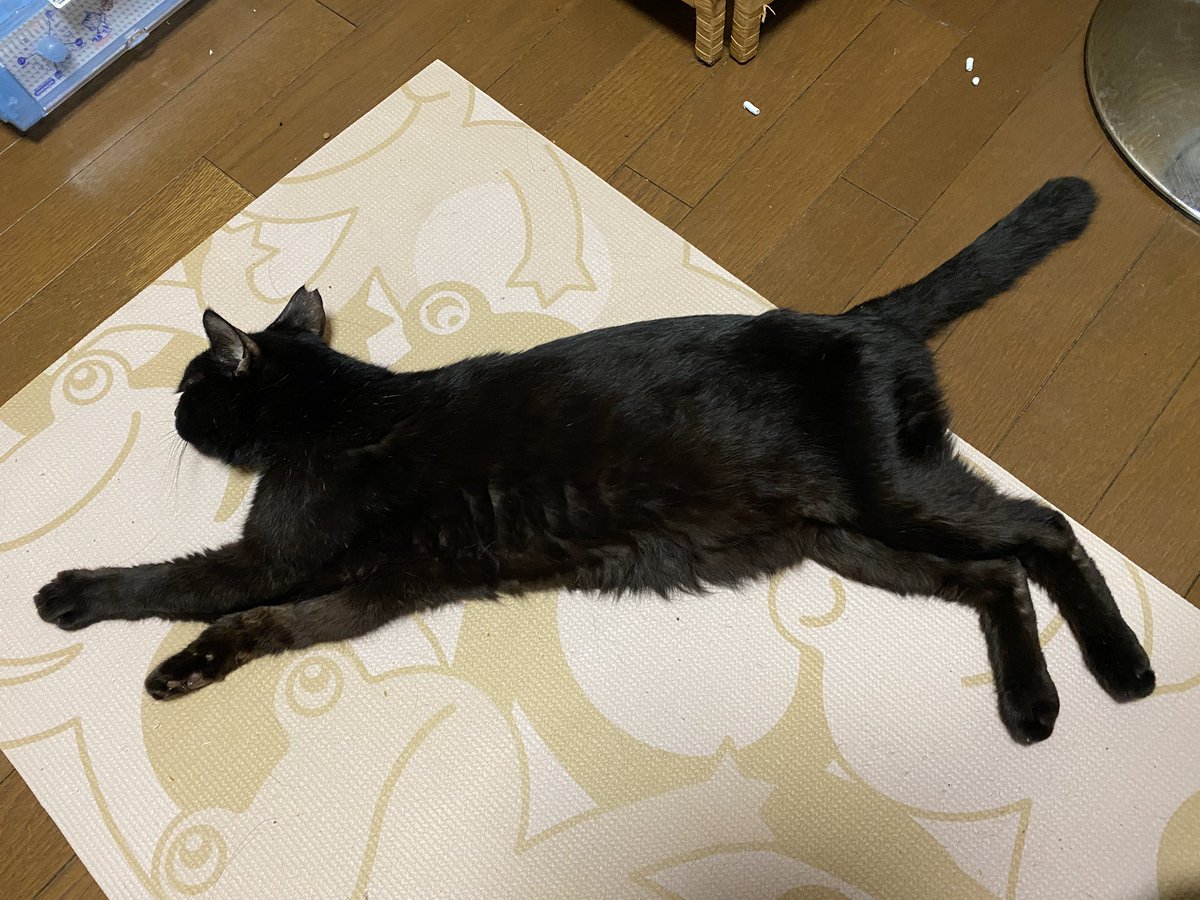 kimerakimera's tweet photo. 5泊6日入院してたダイアンが帰宅。
難しい選択だけど緩和ケア方向に…
どの方向でも難しい、が…
頑張るべな🌞

ぐりはいつも病院から帰ってくると誰か分からずフーッと威嚇してしまう😅 https://t.co/iEv82o42zX