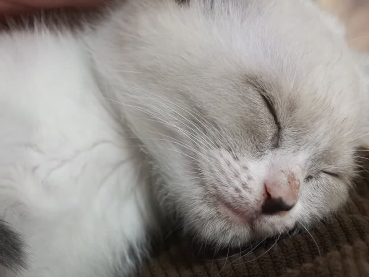 amiel319's tweet photo. おはようございます🥱
のあは、眠たいです❣️
 #Miaou
 #猫好きさんと繋がりたい
 #フォロワー様2200人目指しています https://t.co/uVELdABRtV