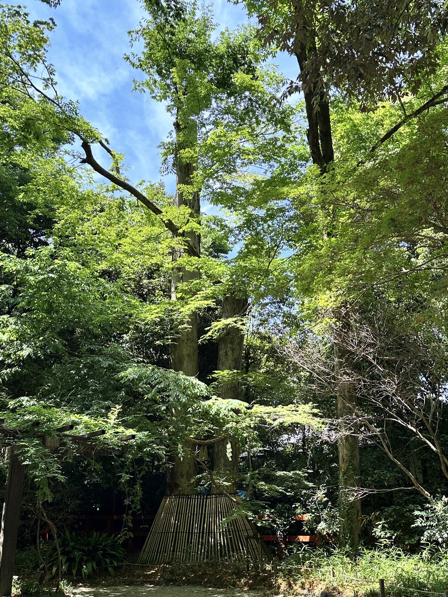 Flying_Iberico's tweet photo. 糺の森(ただすのもり)

祭神の賀茂建角身命がこの鎮守の森で

裁判を行なったという神話に由来。

「糺す」とは取り調べることで、ここは

神々の裁判所の地ということらしい。

#京都
#下鴨神社
#糺の森 https://t.co/3dQ1fKdvzs