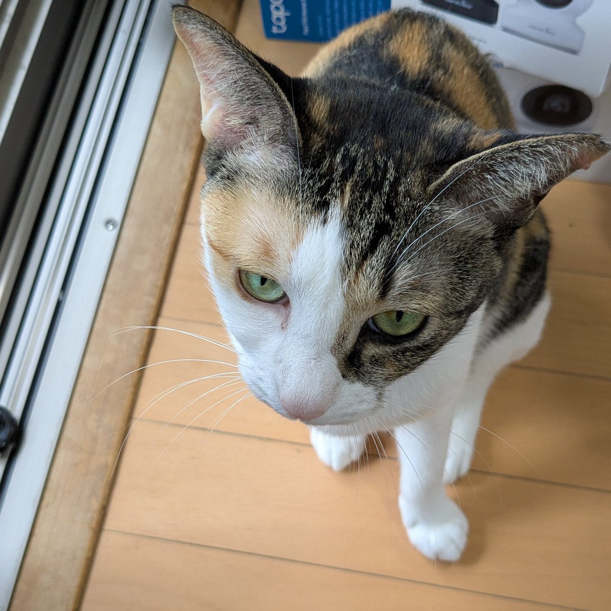 nobu_cat's tweet photo. チュンチュンさんが来ないっ！と、オトンに文句をいう杏😫
知らんがな…。

#ねこのいる幸せ
#保護猫
#ねこ写真
#杏
#三毛猫 https://t.co/ah8sAgT0Iz