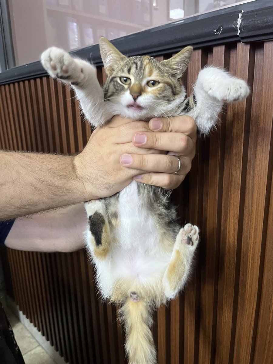 _iremirmak's tweet photo. Adı Alice 3-4 aylık dişi 
Sokakta araba ezecekken bulundu. 
Kucak delisi bir kedi. İç dış yapıldı.  Herhangi bir sağlık sorunu yok. 
Ömürlük yuvasını arıyorum. 
İstanbul/bakırköy https://t.co/SqugZUDV1P