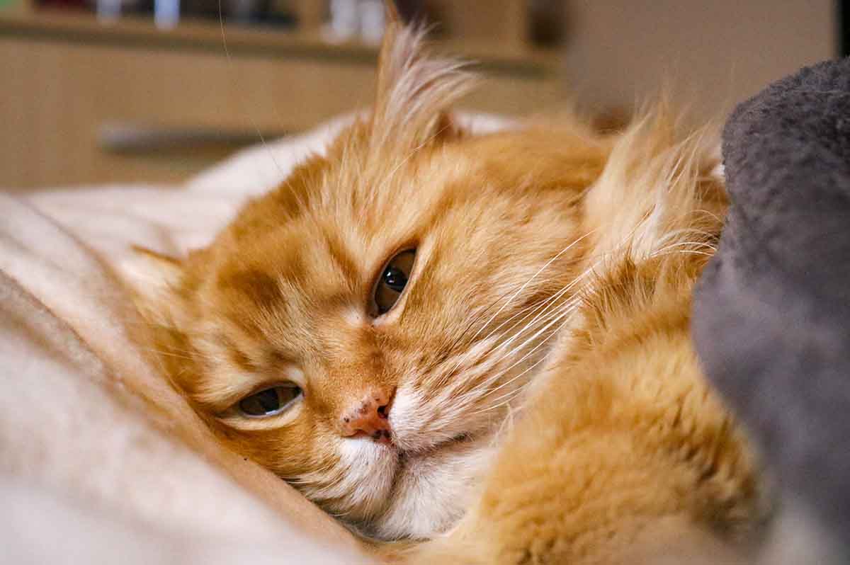 ConociendoPerro's tweet photo. ¿Tu gato ha tenido vómitos o diarrea y no sabes por qué? 😿
#SaludFelina #GatosEnCasa #ProblemasDigestivos #GatoEnfermo #CuidadoDeGatos 
https://t.co/tdVHOKJVDQ https://t.co/LWZN0MZyUN
