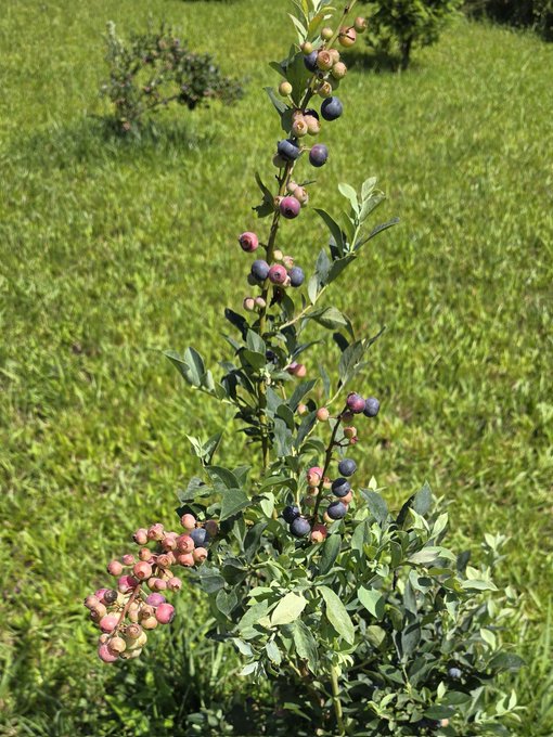 Vicktoria ♟️ - 1 pic. Hang on a minute. I need everyone to please stop what you're doing and look at my blueberries ☺️🌱🫐🌞 https://t.co/KoWJQIzkPe