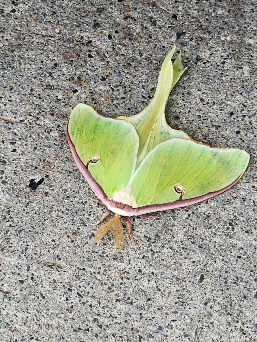 TBulin's tweet photo. So glad I do a thorough pre-trip...
Saw this guy this morning and moved it to a safer spot, out of the wind and hidden from birds!
Its a luna moth! https://t.co/kzmY9dcqDy