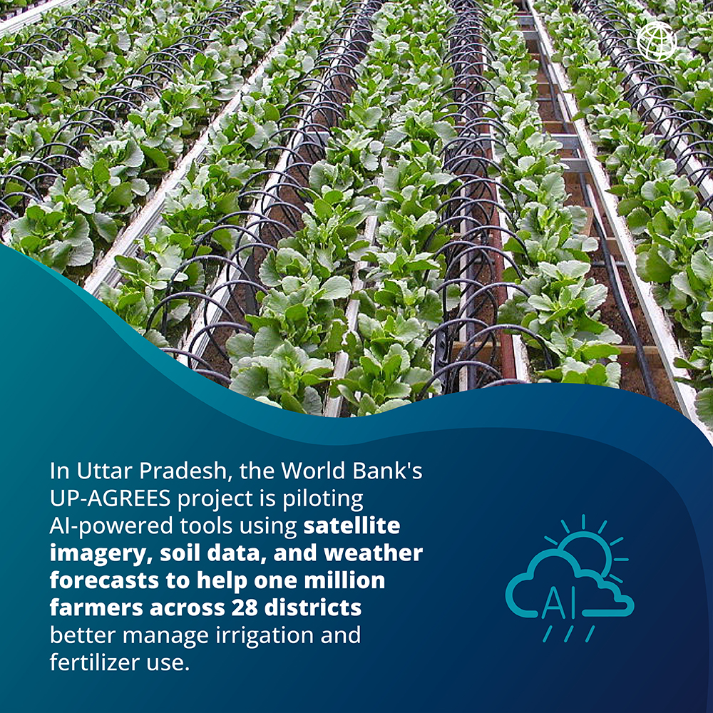 WBG_AgriFood's tweet photo. Agriculture consumes 80–90% of India's water —2–3x more than China or Brazil.

The strain is showing: groundwater tables are falling.

@WorldBankGroup is helping India modernize irrigation—from AI-powered farming to last-mile water delivery.

https://t.co/KufXY0jUQF #WaterForward https://t.co/1bVEyH9sA8