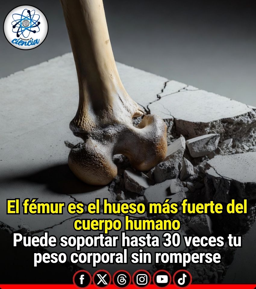 EnsedeCiencia's tweet photo. 🔴🦴 Un excelente ejemplo de la ingeniería biológica

El fémur (el hueso del muslo) es el hueso más largo y más resistente de todo el esqueleto. Según estudios de biomecánica, puede soportar fuerzas de compresión de hasta 30 veces el peso corporal de una persona adulta sin romperse. Eso significa que un solo fémur es capaz de aguantar más de 2 toneladas de peso en condiciones extremas.

Además, su resistencia a la compresión es mucho mayor que la del concreto (aproximadamente 5 veces más fuerte en términos de esfuerzo por unidad de área).