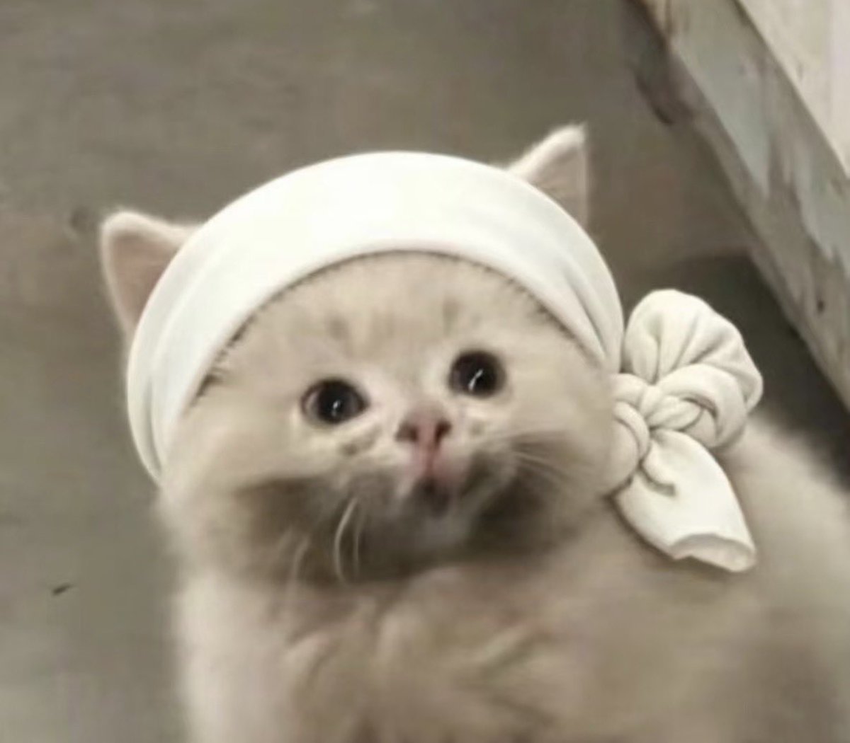 twaniimals's tweet photo. https://t.co/k2V4b1vTSM