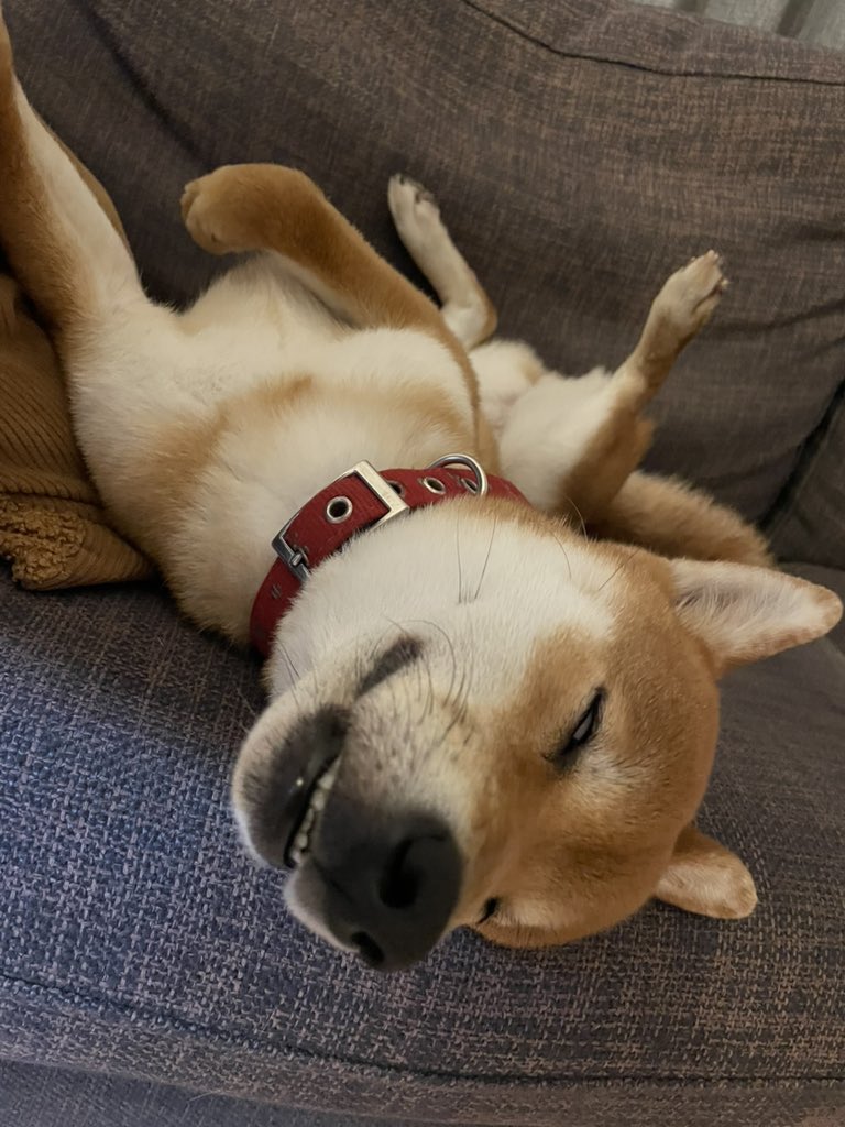 TadiyC's tweet photo. グースカピーピー言うて寝とります💤

#柴犬 https://t.co/PAIc89eG0y