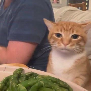 hcpefulkitten's tweet photo. https://t.co/y7QpuftCEQ