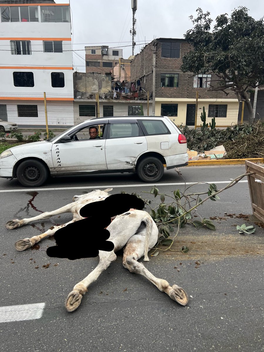 JulioReao1's tweet photo. Dos caballos muertos en la panamericana, cerca al trébol de Monterrico en Lima - Perú. Alguien sabe qué pasó? https://t.co/xlYWlqHNtE