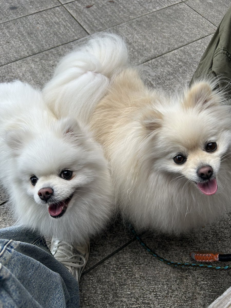 shishimaru440_C's tweet photo. 伝票の人数のところに

「ポメ2」

人数に数えてもらって嬉しすぎる♡♡

 #ポメラニアン
 #海の食堂はっかい https://t.co/3ZygILflcH