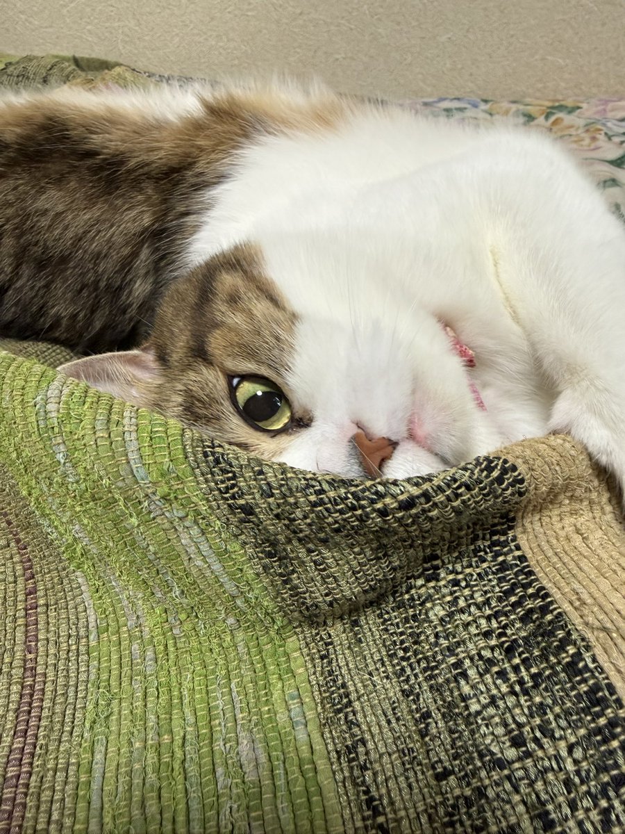 0711suzu's tweet photo. おはようしゃんでしゅ🥱

凛くんまだ眠くて お目目開かないでしゅ( 👁‿👁 )
今日も楽しもうにゃ😸 https://t.co/X9xMbylRLw