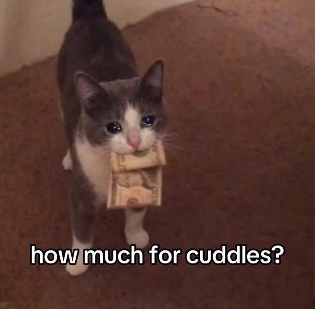 catslovings1's tweet photo. https://t.co/IUclptRU3v