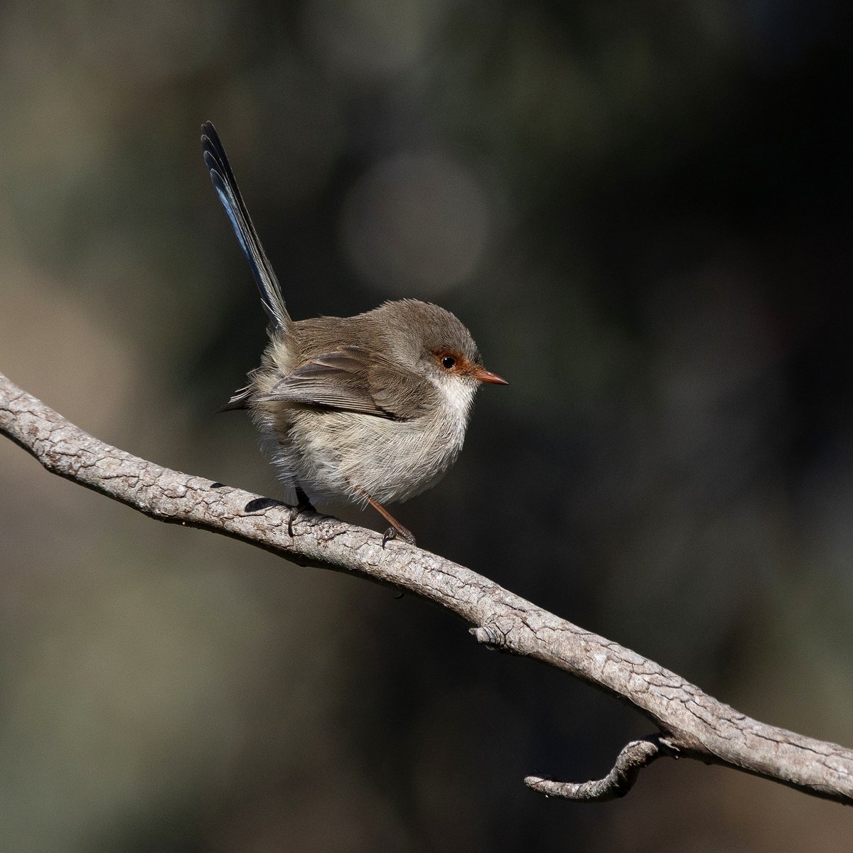 SandyHorne61's tweet photo. A female superb fairywren at Mount Crawford Forest.
The ultimate borb π
#wrensday #borb https://t.co/siLQwUhvpz