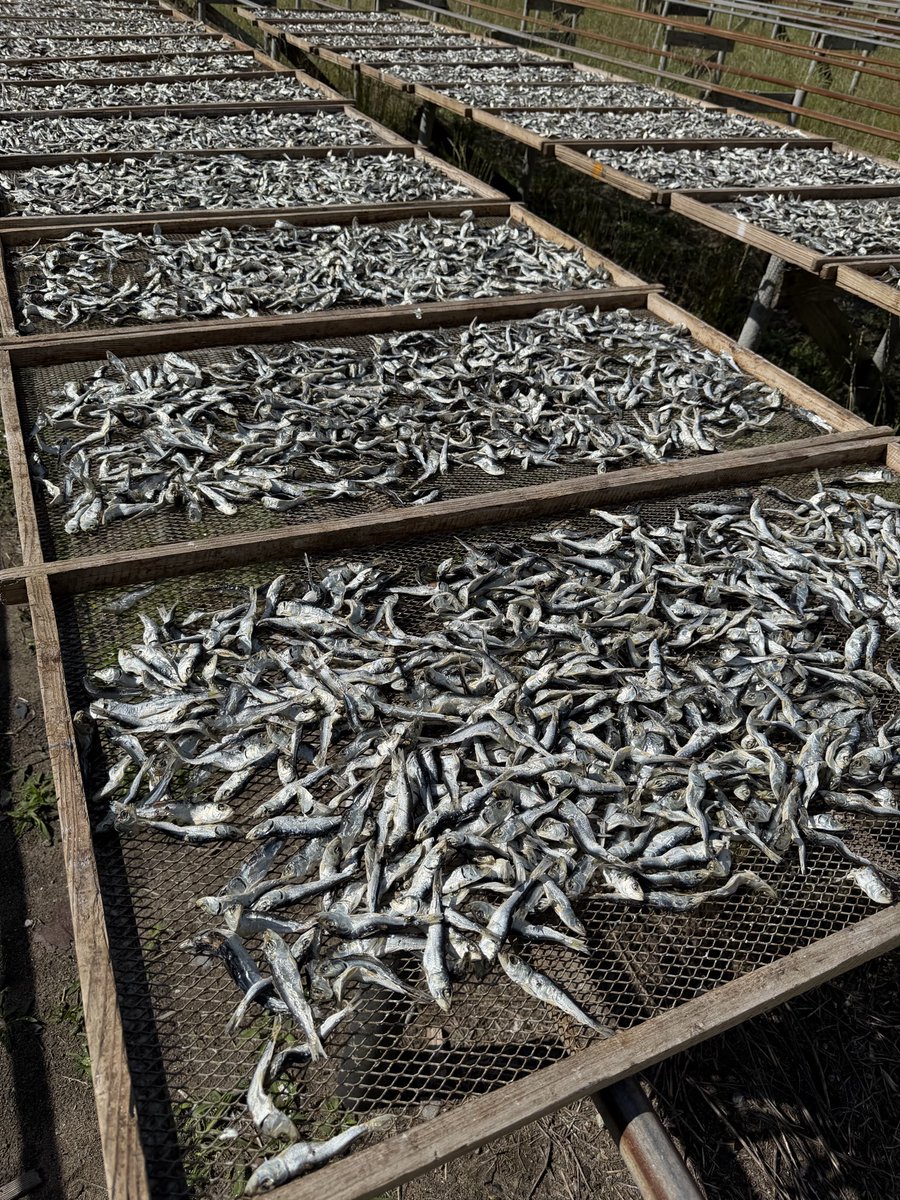 0514_ito's tweet photo. 仕入れ🐟
いつも美味しい煮干しありがとうございます！！ https://t.co/tySnFxIcqd