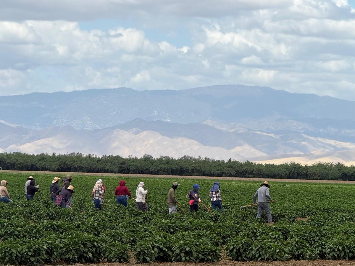 UFWupdates's tweet photo. "Juan" sent this from where they are weeding a green chili fields in the Bakersfield CA area. "Weeding chili plants is very hard as we have to be  bent over for hours at a time. By the end of the day my back hurts." #WeFeedYou https://t.co/v7qR1MXp4Y