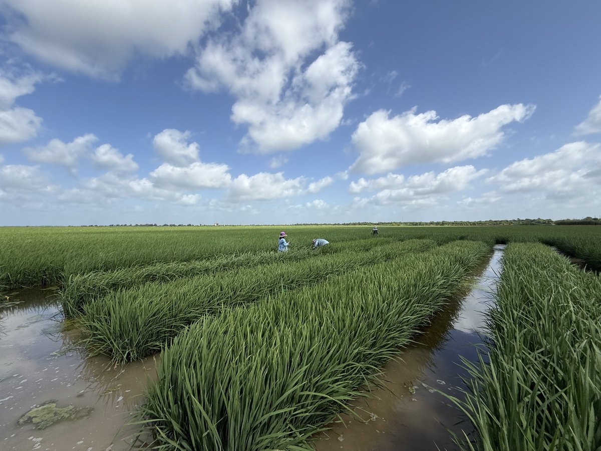 Gurjeet_AgSci's tweet photo. #ResearchUpdate2026 ๐บ๐ธ
We visited multi-location trial (Winnie, TX) 4 #rouging, Flowering stage perfect to identify offโtypes & ensure genetic purity of advanced #rice lines
@bel_agrilife @txresearch @AgriLife @TAMU
Kudos #RiceTeam their hardwork
#RiceBreeding #PlantBreeding https://t.co/8f3L0a0Su4