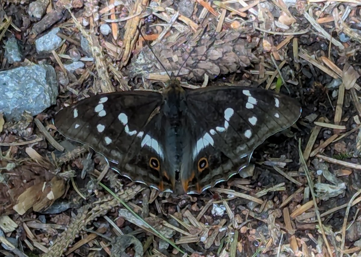 HughWilliamson's tweet photo. @MatthewOates76 And here's a female in Savernake today - taken with my phone! https://t.co/XTEDp5jHZC