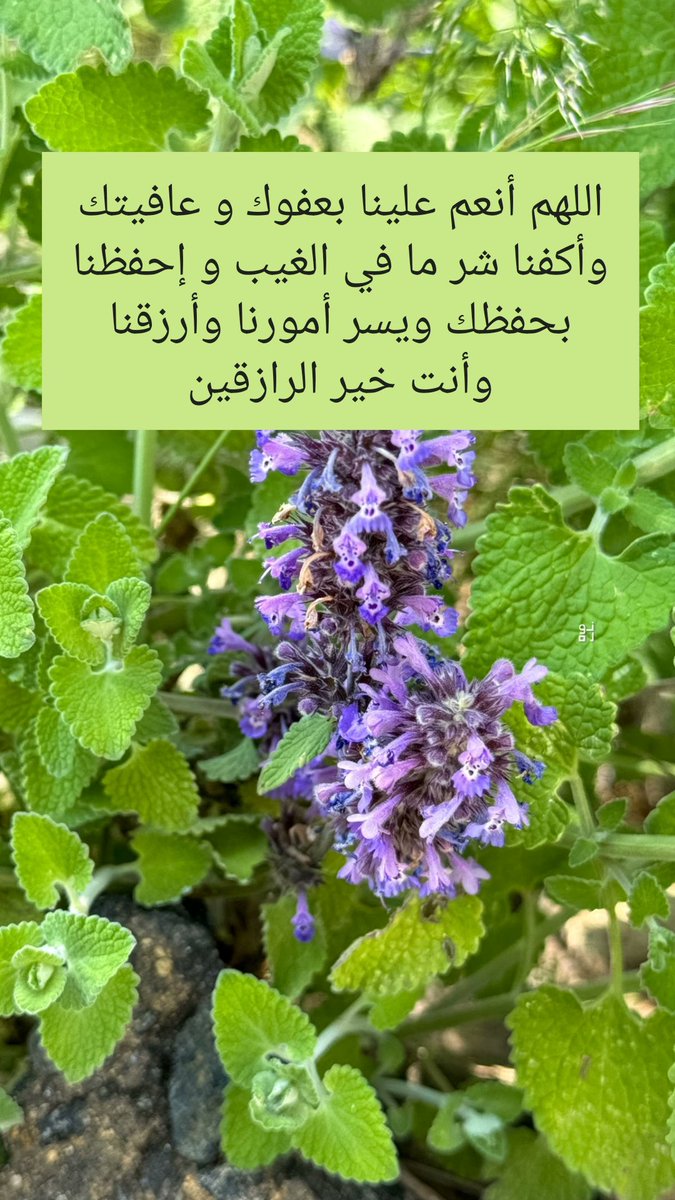 _najjar0's tweet photo. #صباح_الخيـر https://t.co/n4SeReku7O