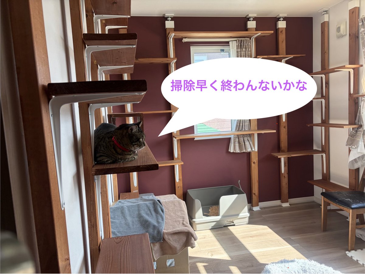 hummer893's tweet photo. 掃除機かけるといち早く2階に駆け込む😍

#ねこ
#猫
#ねこかわいい https://t.co/L8BOv9UwQp