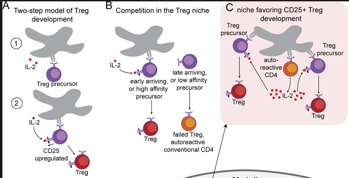 3DiMMUNE's tweet photo. Generally speaking, for Tregs to mediate antigen-specific tolerance in the periphery, they must be educated in the thymus by pairing with T cells that share the same antigen specificity. 

1/2

#science
#immunology
#Treg 
#Foxp3

https://t.co/BAgesWQCSa https://t.co/F1gE0jmyQe