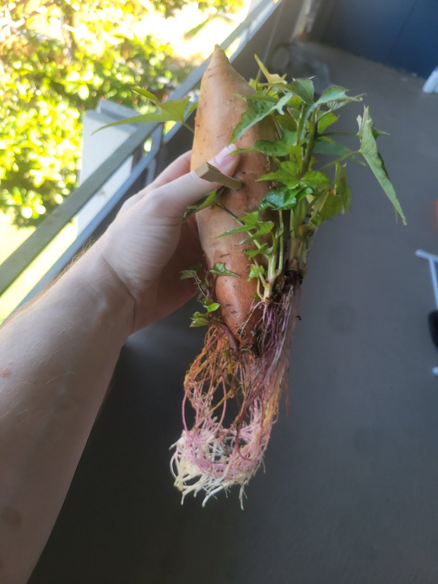 P1RU's tweet photo. Sweet potato is growing in a cup on the patio https://t.co/VUD8iYyq0n