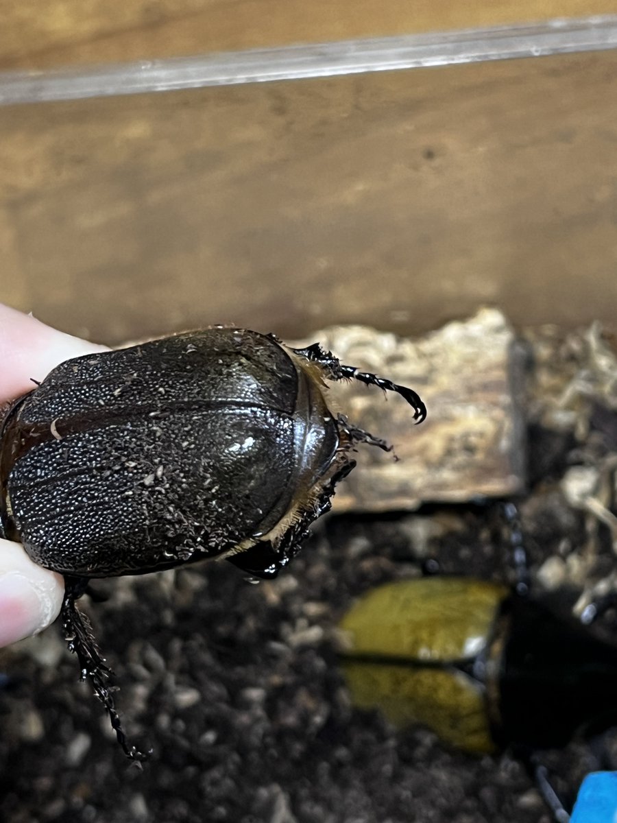 2メス目同居にて無事ペアリング成功。 この♀はリバー濃いめ。