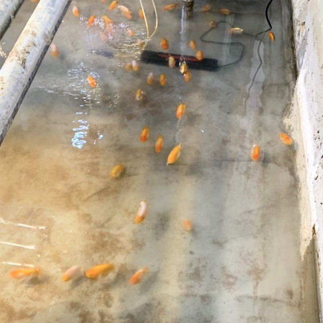 under99kg's tweet photo. ・
皆さんおはよー♪ございます。

金魚が約３０匹連なって、綺麗に泳いでいます。
金魚はフナなので、群れをつくるらしいです。
広い器に入れた方が大きくなるのですが、少な過ぎると生存競争が働かず、成長が悪いみたいです。

人間も群れの生き物ですが、ネコは違いますからねー。
仲良くしてよー。 https://t.co/3x5T6A7kF2