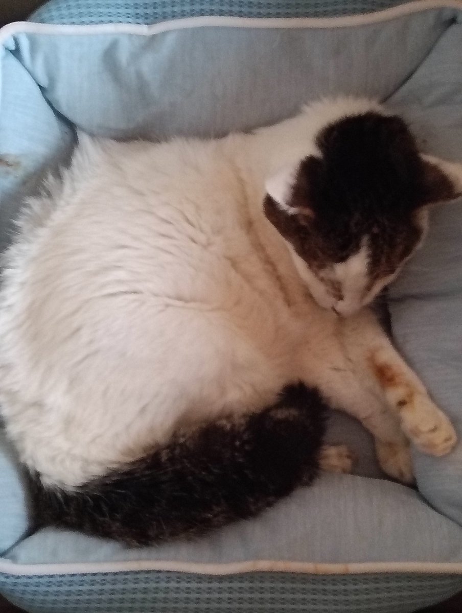 辛かったです。 最後は眠る様に亡くなりました…。😿😭