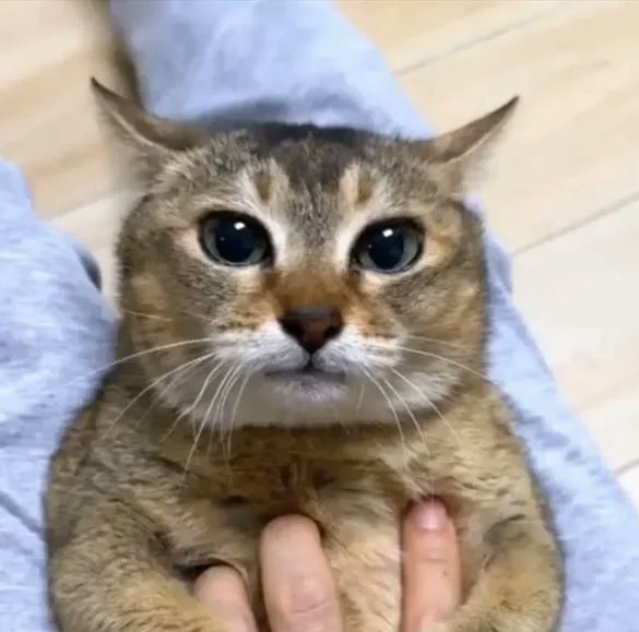 rusticdogz's tweet photo. that cat kinda looks like that cat https://t.co/kT8BgyITSh