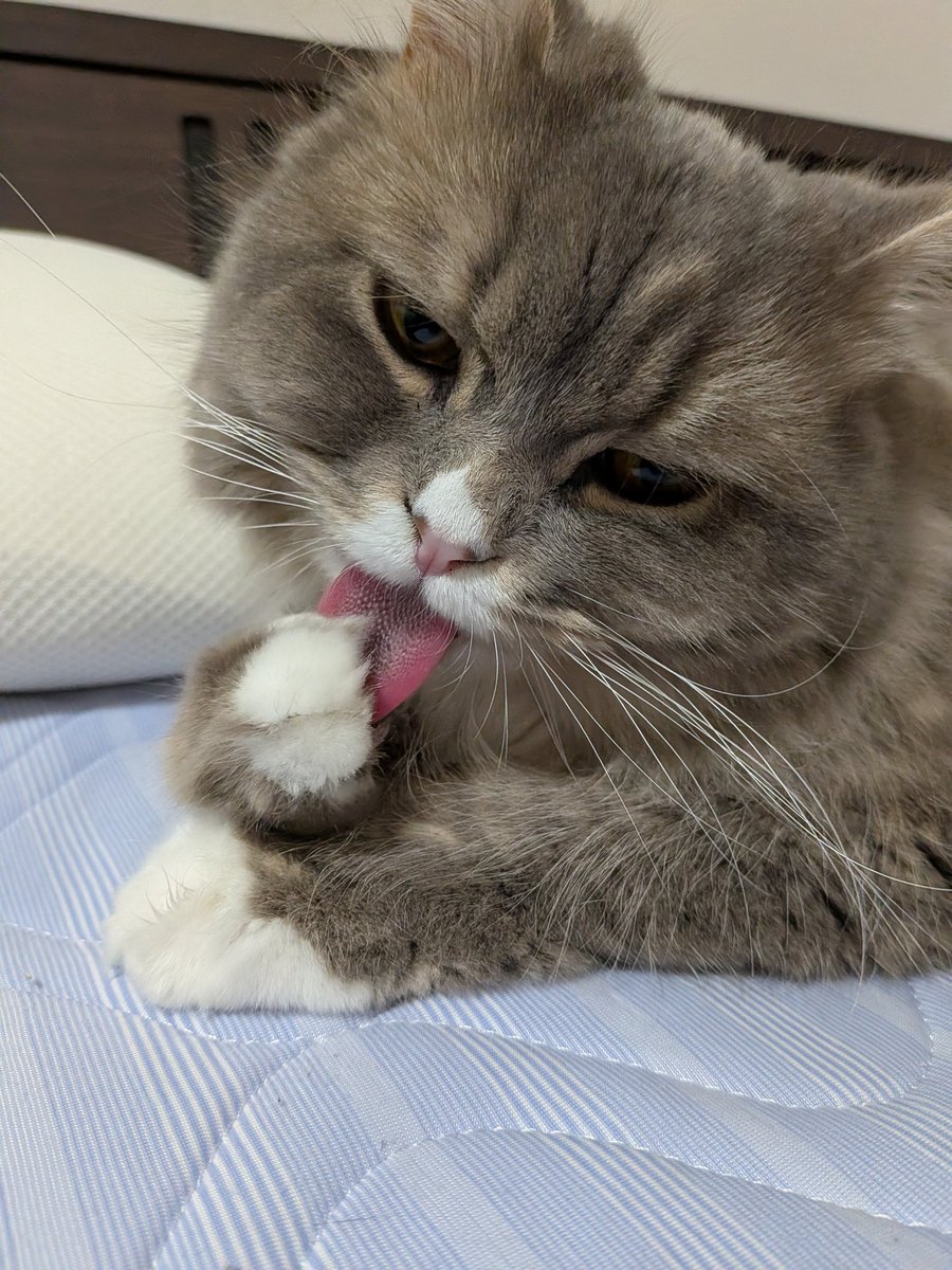 cat_solanum's tweet photo. おはようソラナムちゃん
飼い主のベッドで念入り毛づくろい中 https://t.co/Mpi26vcBH8