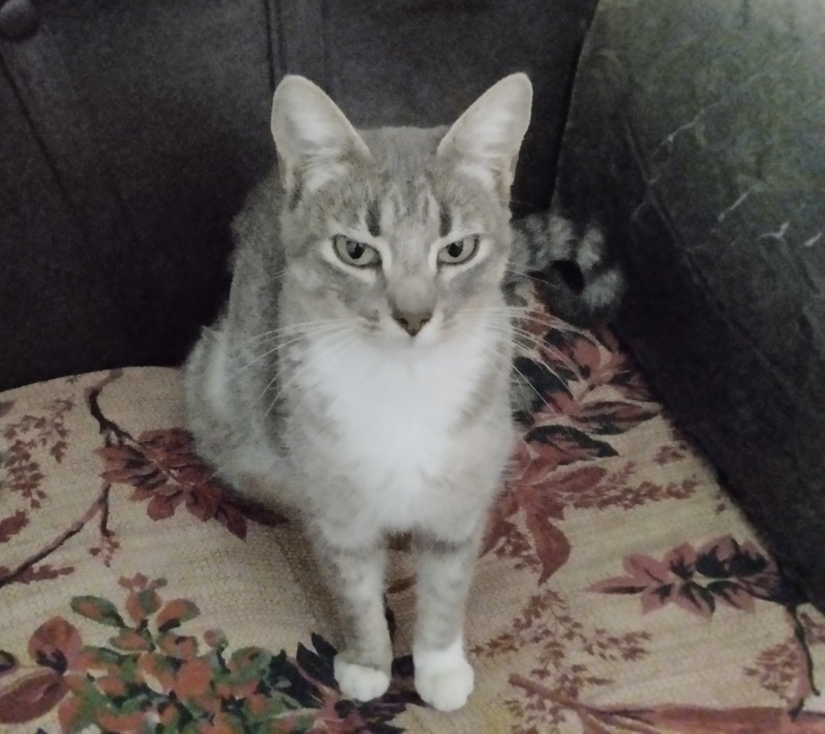 lasari101's tweet photo. Hace unas semanas mi familia adoptó una gata (tiene un año y 8 meses), se llama mecha https://t.co/7NlyFqOIY3