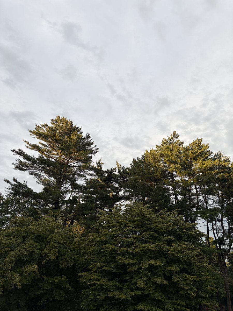biffredeemed's tweet photo. The way the sun sets on the tree tops and the birds climb to the highest branch to feel its warmth for the last hour https://t.co/daHcHd240Q