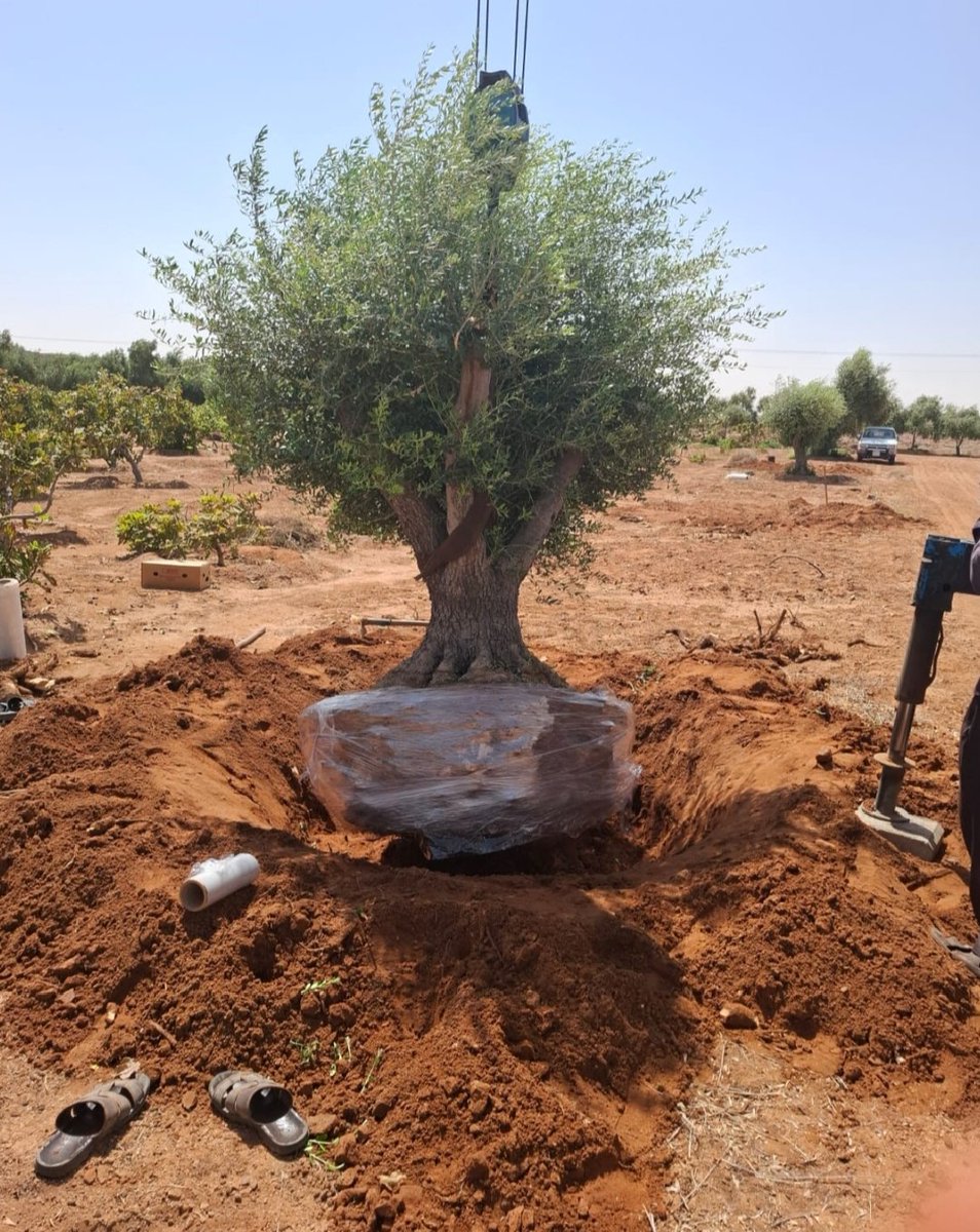 Mttt0's tweet photo. 0557277510 لاندسكيب اشجار الزيتون المعمر نخل واشنطني نخل عربي كريزيا خبيز اكاسيا جميع الاشجار المثمرة والزينه احجام مختلفه https://t.co/dUrffuZRqS