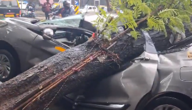 ag_Journalist's tweet photo. A tree fell on a car in Dadar due to rain  There are no reports of anyone being injured. But the car's condition has deteriorated    

#MumbaiRains #MumbaiWeather #HeavyRainfall #Waterlogging #Mumbai #RainAlert #Monsoon #BreakingNews #Mumbai #ResAlert #Nowcast #Rains