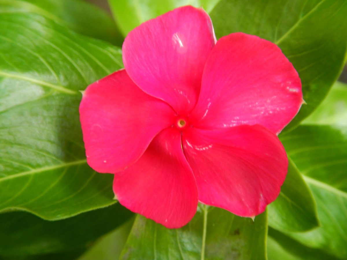 suzejp's tweet photo. 「ニチニチソウ(日々草)／Catharanthus roseus／Madagascar periwinkle」
キョウチクトウ科。マダガスカル原産。花は直径３～４cmで、花弁は５、色は白、ピンク、赤、赤紫、中心だけ色が違うものなど様々な園芸品種がある。和名は、長期間日替わりで花をつけることから。アイランドコロニーに植栽。 https://t.co/dFGy4I31pJ