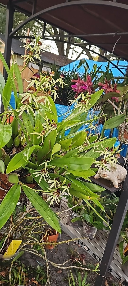astrojaguar's tweet photo. Evening #orchid grove strolling,  post storm edition. https://t.co/tg3wjDaCME
