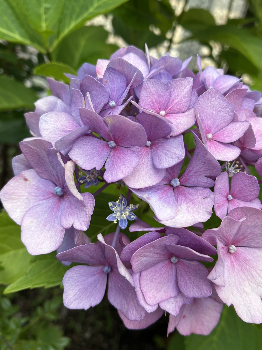 紫陽花の中にお星様みっけ🥳