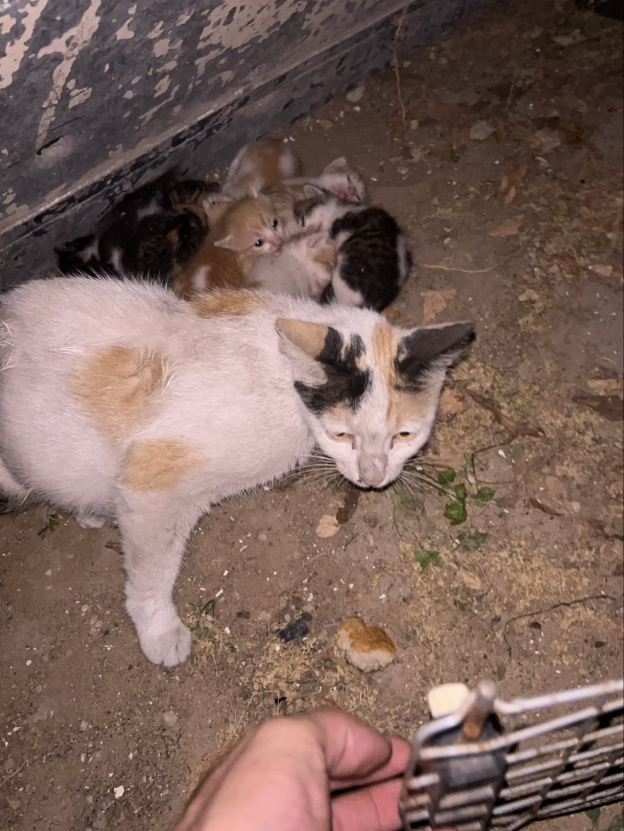 Salam animal care tweet media