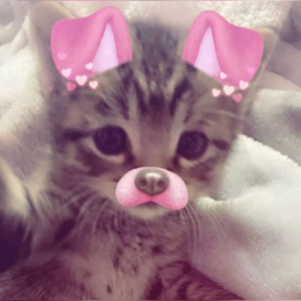 gloomiier's tweet photo. I added some adorable new goodies -u- Treats always appreciated! https://t.co/qJow617qTi https://t.co/syUwIYF9H5