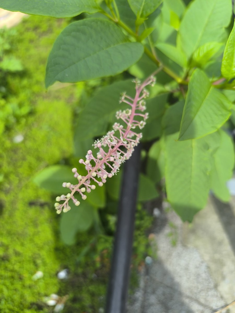 scientist_hid's tweet photo. 都会の草

新宿 https://t.co/W3c91hhX3E