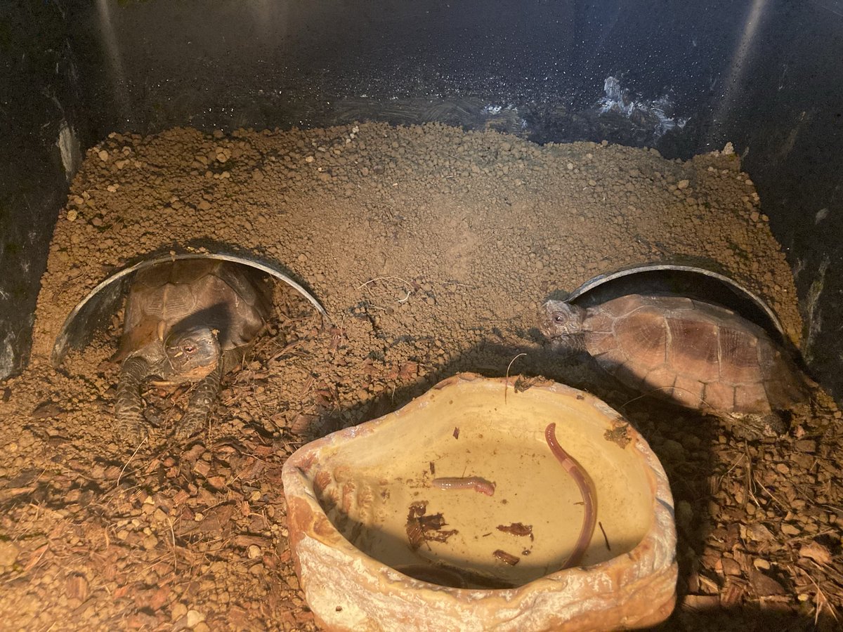 peekee033's tweet photo. 食い渋ってた雌でもミミズに対しての反応はかなりいい https://t.co/Dg1yMtHENt