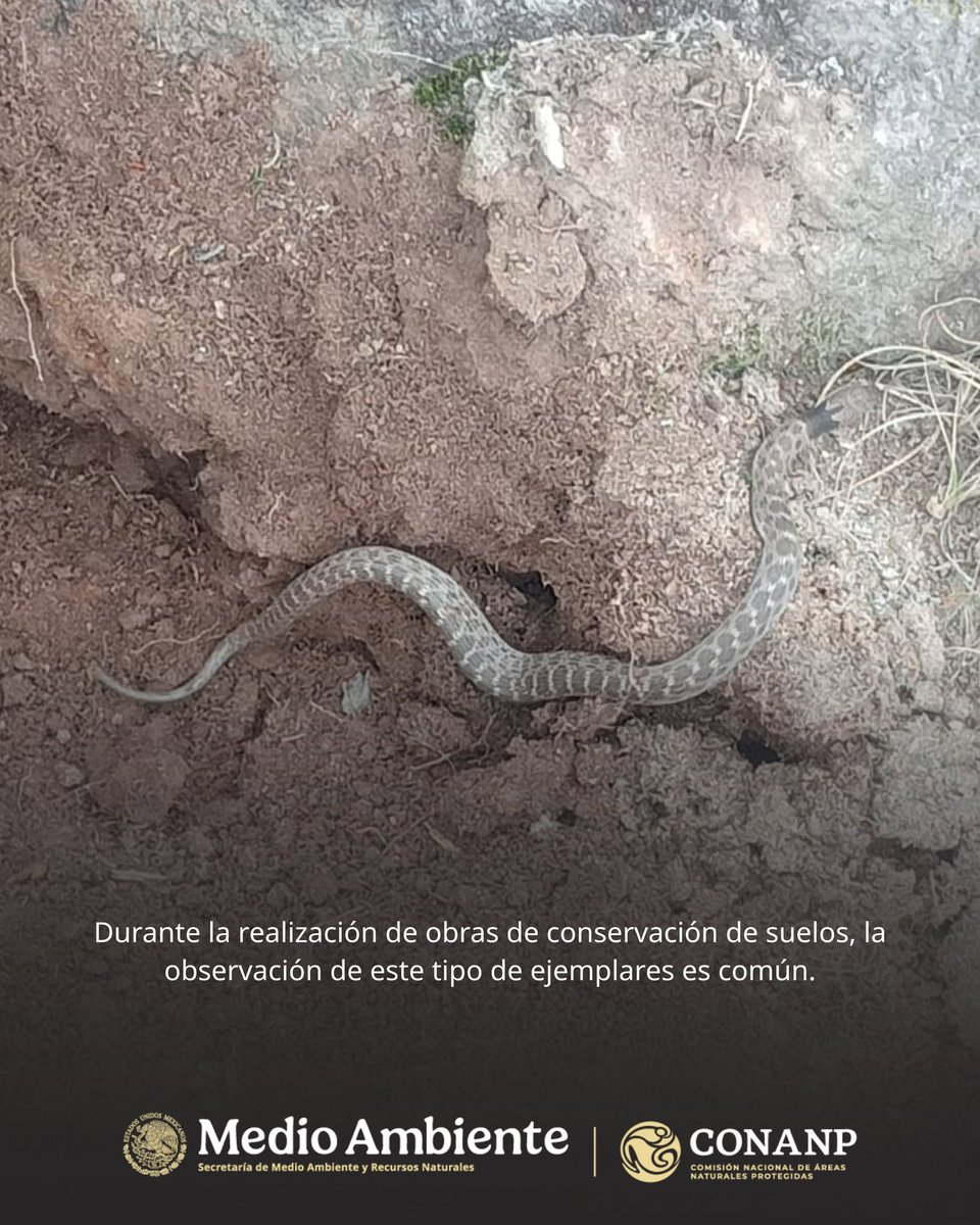 CONANP_mx's tweet photo. ¿Has escuchado de la #Herpetofauna? 🤔

Es el conjunto de anfibios y reptiles que habitan en una región. 🐸🐢

Compartimos algunos ejemplos de los que podemos encontrar en el APFF #SierraDeSanMiguelito. 🐍🍂🦎🌾

#SomosNaturaleza #GuardianesDeLaNaturaleza 🏜️ https://t.co/G2IP40Cr1b