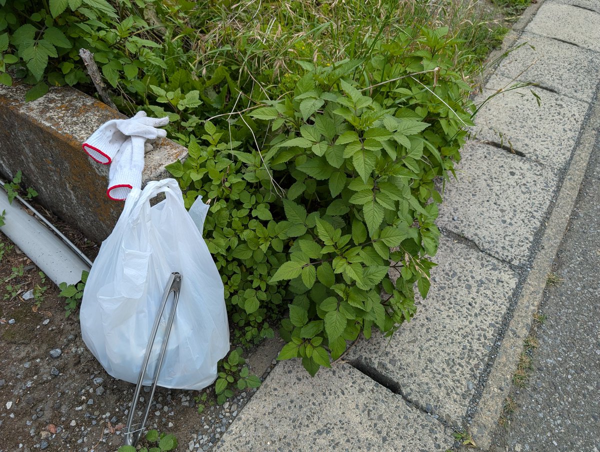 hanasakeba's tweet photo. 大変です〜
通学路歩道にクッツキムシ
生えまくりです〜
もうタネツンツンついてます〜😱

#クッツキムシむしりまくり隊 https://t.co/8dC27RqkzN