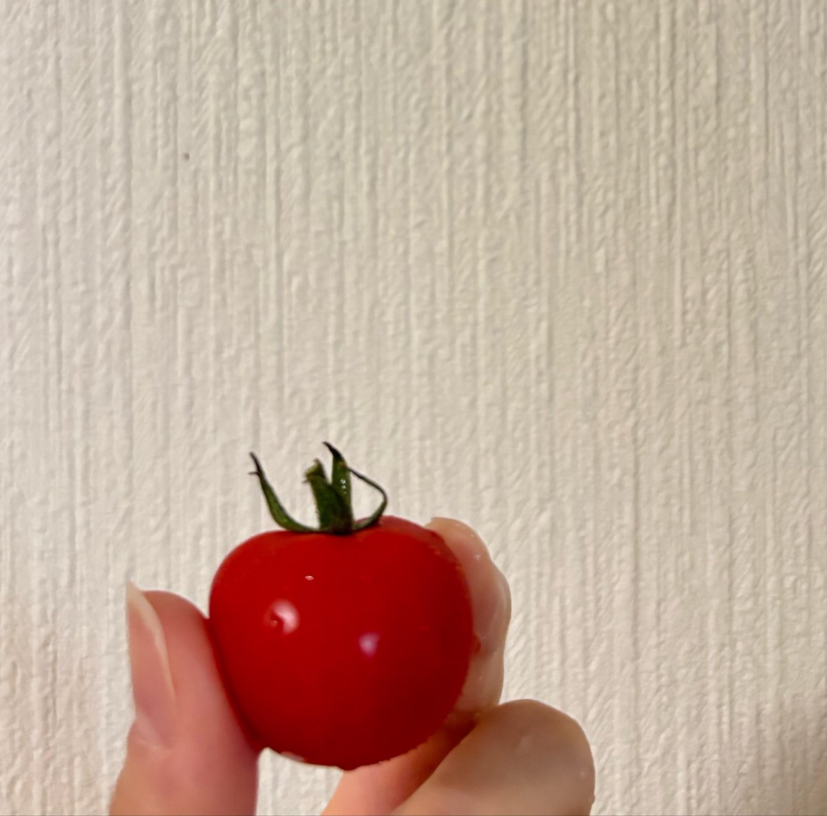 sscyu8's tweet photo. うちの会社は農園もやっているので、トマトをいただいた🍅
プチぷよ美味しすぎる🍅☺️ https://t.co/p3cLtfMxSo