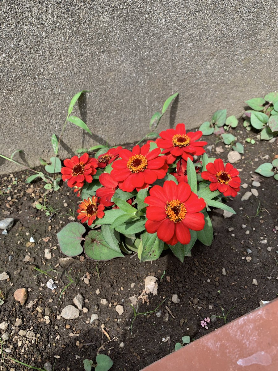 TKyaman's tweet photo. 植えたまま放置気味だった百日草、無事咲く♪

ちょっと適当なくらいの方が元気に育つんだなぁ😅 https://t.co/aoT6VBuuep