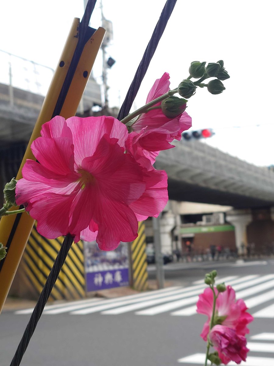 KAYOTOYS_'s tweet photo. おはようございます☺️
本日の浅草橋はくもり時々晴れ⛅️

最近散歩道で見つけたタチアオイというお花🌼
梅雨の時期に咲くので梅雨葵とも書くそうです✨
季節ごと色んなお花を探すのも楽しみの一つになってます💙
#企業公式相互フォロー
#企業公式つぶやき部
#企業公式が毎朝地元の天気を言い合う https://t.co/LqoirutniO