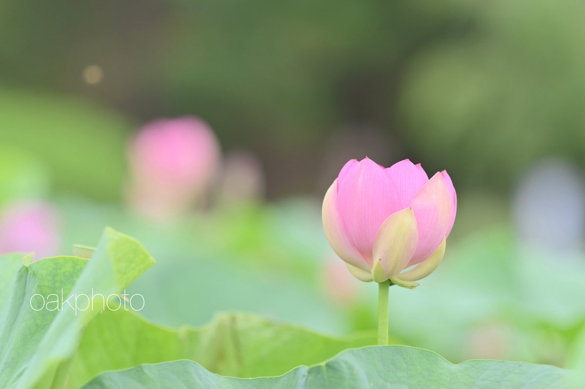 OakPhoto's tweet photo. 咲きかけが好き🪷

#大賀ハス #千葉公園 
#Nikon #Z6 #NIKKORZ135mmPlena https://t.co/J7FX69ITp7